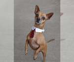 Small Chihuahua Mix