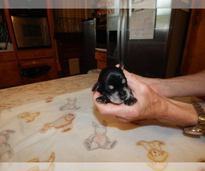 Schnauzer (Miniature) Puppy for sale in ROCKINGHAM, NC, USA