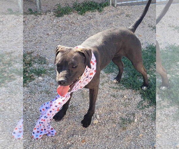 Medium Photo #10 Red Heeler-Unknown Mix Puppy For Sale in Stover, MO, USA
