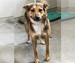 Small German Shepherd Dog