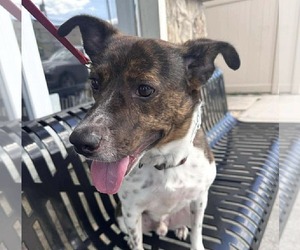 Pointer-Unknown Mix Dogs for adoption in Westwood, NJ, USA