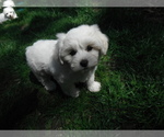 Small Photo #21 Coton de Tulear Puppy For Sale in COLUMBIA, MO, USA