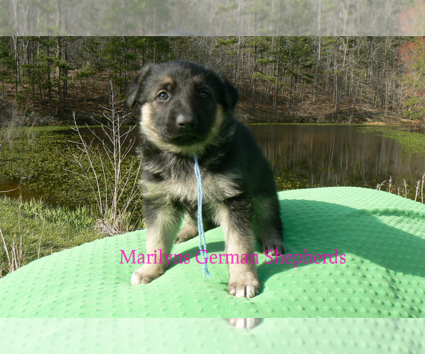 Medium Photo #3 German Shepherd Dog Puppy For Sale in PIEDMONT, MO, USA