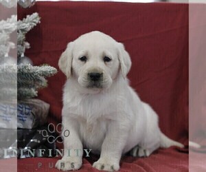 Labrador Retriever Puppy for sale in BLAIN, PA, USA