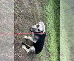 Small Black Mouth Cur Mix