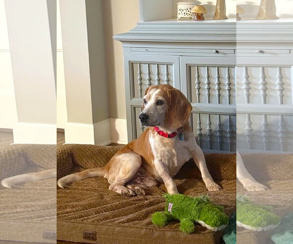 Medium Photo #3 Beagle-Unknown Mix Puppy For Sale in Arlington, VA, USA