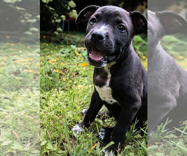 Medium Photo #2 Staffordshire Bull Terrier Puppy For Sale in Maryville, TN, USA