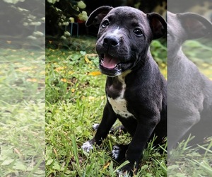 Belle - Female Staffordshire Bull Terrier Dog for Adoption - Photo #2
