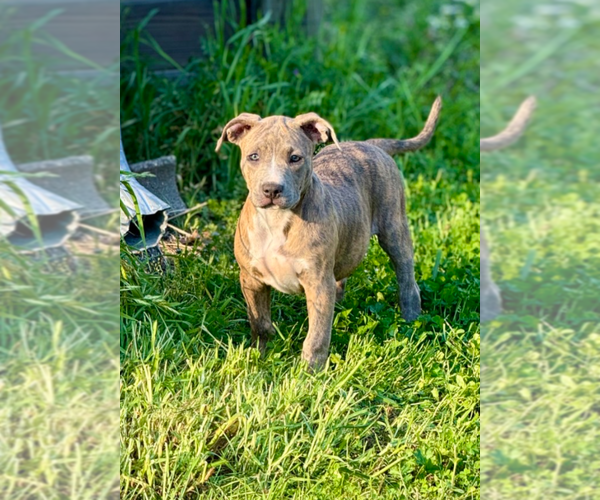 Medium Photo #12 Mutt Puppy For Sale in Boston, MA, USA
