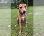 Small #1 Labrador Retriever Mix