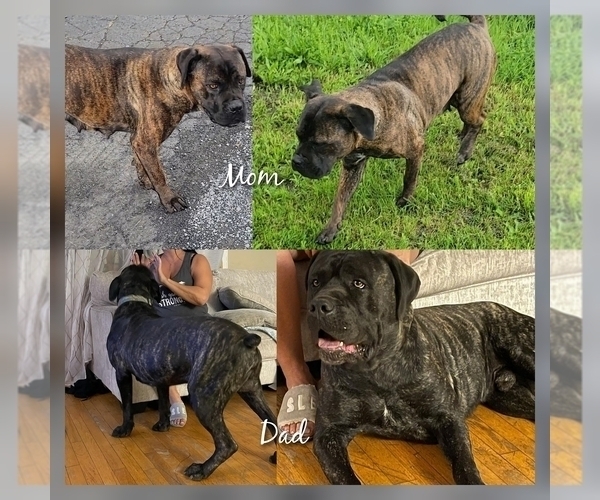Medium Photo #6 Cane Corso Puppy For Sale in HOGANSBURG, NY, USA