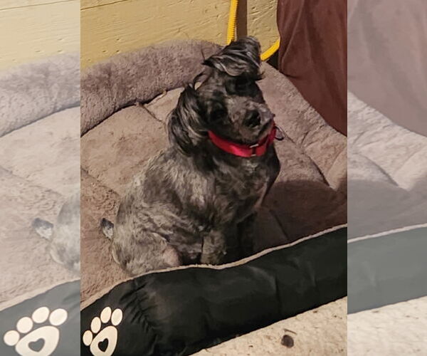 Medium Photo #1 Poodle (Miniature)-Unknown Mix Puppy For Sale in Fenton, MO, USA