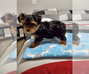 Yorkshire Terrier Puppy for sale in ELIZABETHTOWN, KY, USA