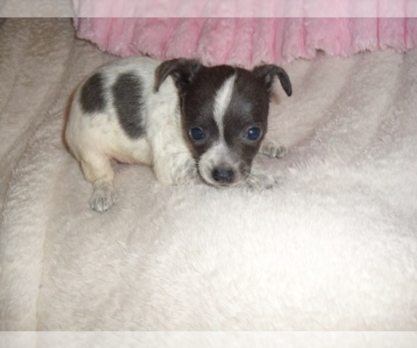 Medium Photo #5 Chihuahua Puppy For Sale in JACKSON, MS, USA