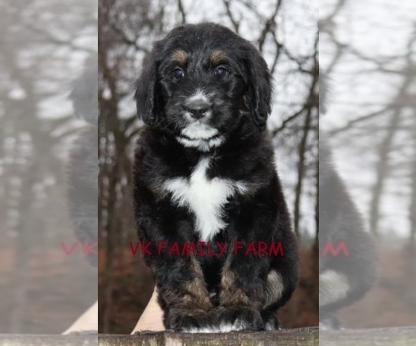 Medium Photo #1 Bernese Mountain Dog Puppy For Sale in MARTINSVILLE, IN, USA