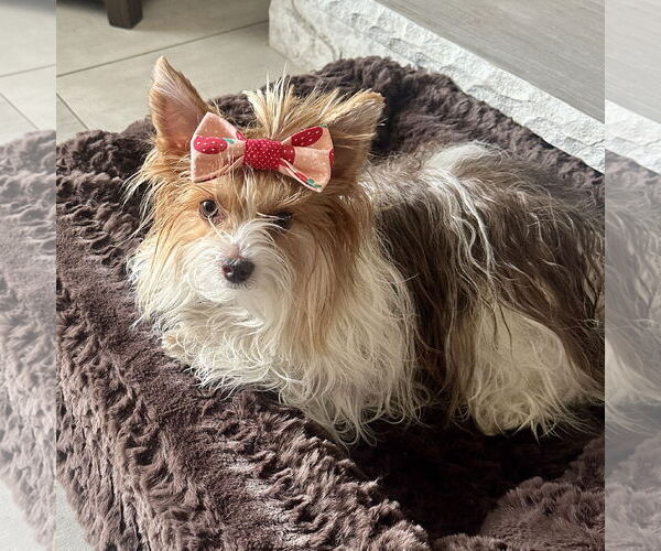 Medium Photo #3 Mutt Puppy For Sale in Sandy, UT, USA