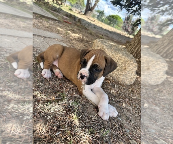 Medium Photo #4 Boxer Puppy For Sale in ESPANOLA, NM, USA