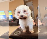 Small #1 Maltese Mix