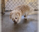 Small #2 Maltipoo (Miniature)