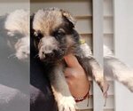 Small Photo #2 German Shepherd Dog Puppy For Sale in NORTH SCITUATE, RI, USA
