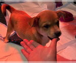 Small #4 Chihuahua Mix