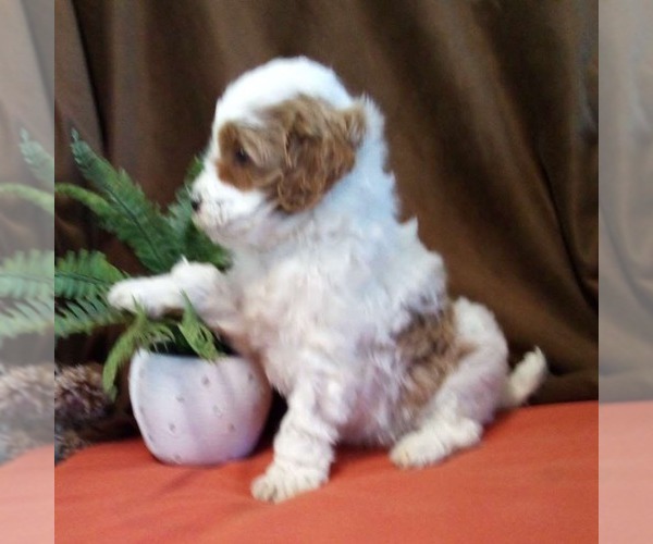 Medium Photo #2 Goldendoodle (Miniature) Puppy For Sale in GORDONVILLE, PA, USA