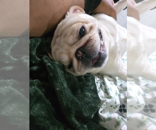 Medium Photo #1 Pug Puppy For Sale in NEW IPSWICH, NH, USA