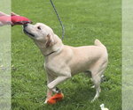 Small #1 Labrador Retriever