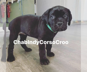 Cane Corso Puppy for Sale in ARVADA, Colorado USA