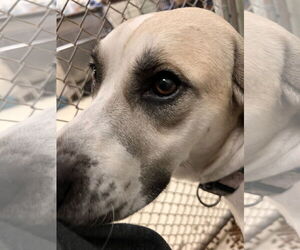 American Bulldog-Unknown Mix Dogs for adoption in Webster, WI, USA