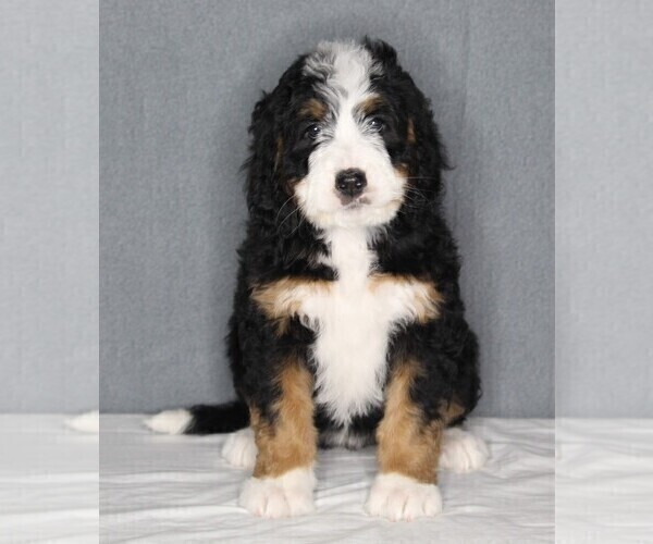 Medium Photo #1 Bernedoodle Puppy For Sale in FREDERICKSBURG, OH, USA