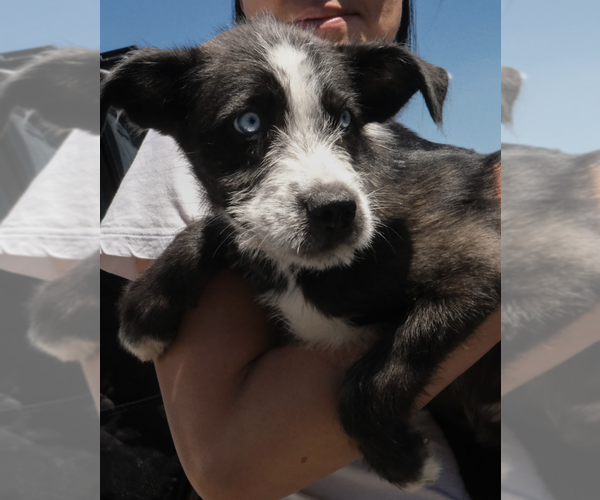 Medium Photo #3 Siberian Husky-Unknown Mix Puppy For Sale in Brooklyn, NY, USA