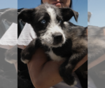 Small #2 Siberian Husky Mix