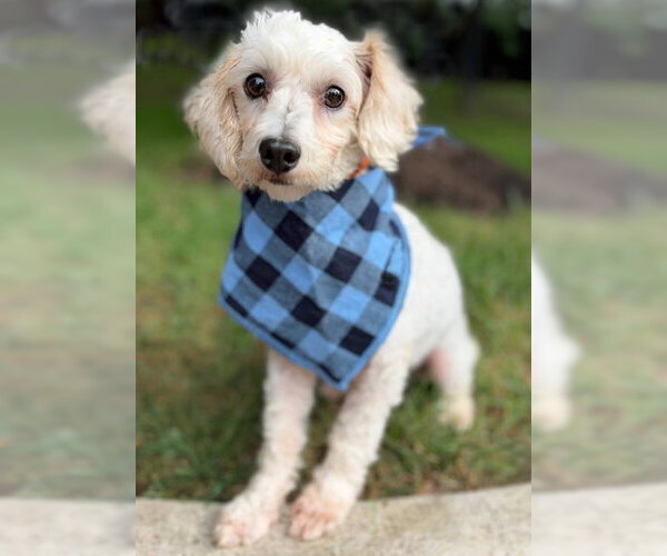Medium Photo #2 Maltipoo (Miniature) Puppy For Sale in Arlington, VA, USA