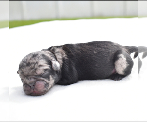 Pug Puppy for sale in PALM COAST, FL, USA