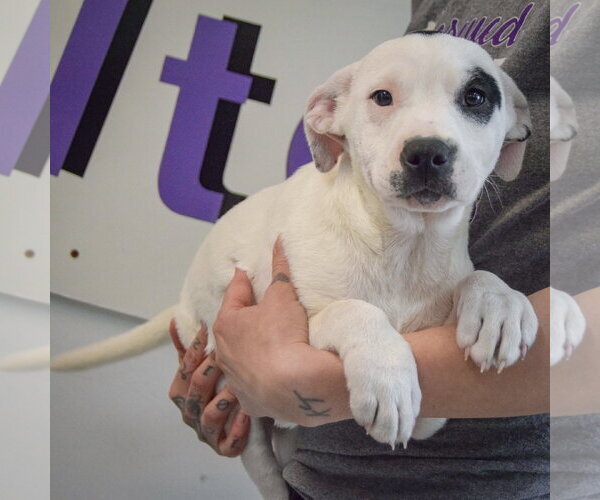 Medium Photo #4 American Staffordshire Terrier-Labrador Retriever Mix Puppy For Sale in Huntley, IL, USA