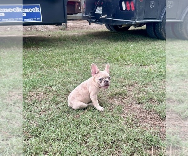 Medium Photo #5 French Bulldog Puppy For Sale in RICHARDS, TX, USA