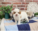 Small #1 Cavapoo (Miniature)