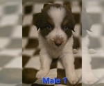 Puppy Male 1 Australian Shepherd