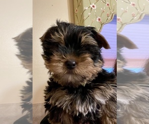 Yorkshire Terrier Puppy for sale in CLINTON, IA, USA