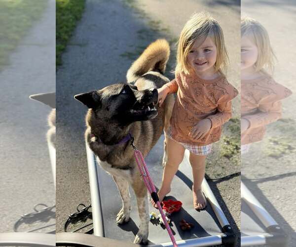 Medium Photo #8 Akita-Huskies  Mix Puppy For Sale in New London, WI, USA