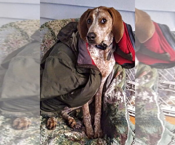 Medium Photo #3 English Coonhound-Unknown Mix Puppy For Sale in Monterey, VA, USA
