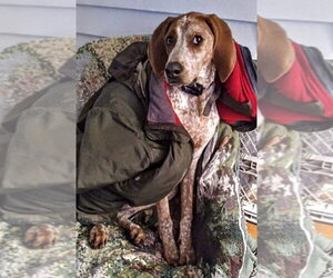 Bootleg - Sponsored! - Male English Coonhound-Unknown Mix Dog for Adoption - Photo #3