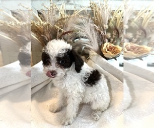 Poodle (Toy) Puppy for sale in GLENWOOD, AR, USA