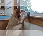 Small #14 German Shepherd Dog Mix