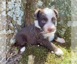 Small #2 Miniature Australian Shepherd