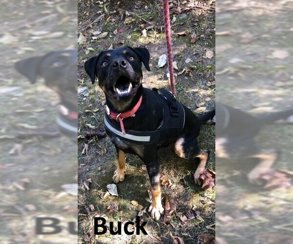 Medium Photo #1 Black Mouth Cur-Rottweiler Mix Puppy For Sale in Mountain View, AR, USA