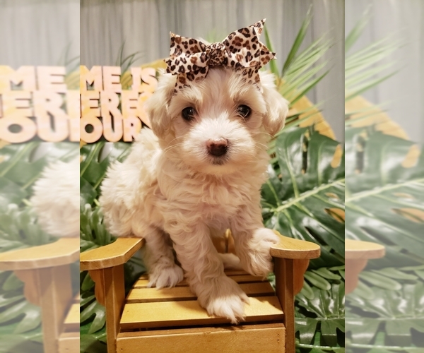 Medium Photo #8 Maltipoo Puppy For Sale in INDEPENDENCE, MO, USA
