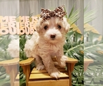 Small Photo #8 Maltipoo Puppy For Sale in INDEPENDENCE, MO, USA