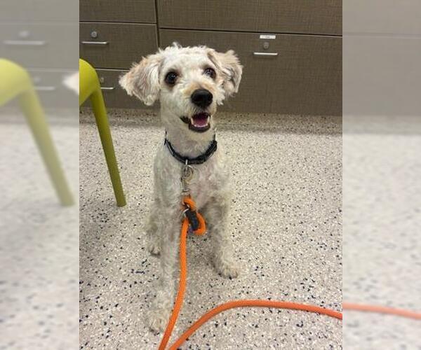 Medium Photo #1 Mutt Puppy For Sale in Fort Collins, CO, USA